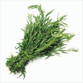 گیاه دارویی ترخون خاصیت ضد انعقاد خون دارد